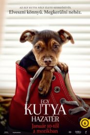 Egy kutya hazatér